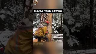 Insane Tree Sawing Gone Wrong: 70 Meter High Tree! #woodworking #amazing #tree #machine #chainsaw