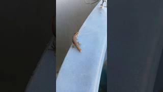 Lizard moving super slow #lizard #shorts