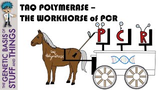 Taq polymerase: The workhorse of PCR. Neigh!!!