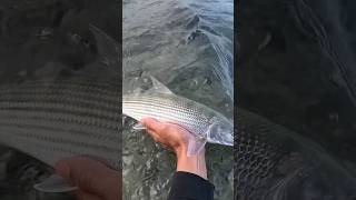 Small fish big runs. #fishing #bonefish