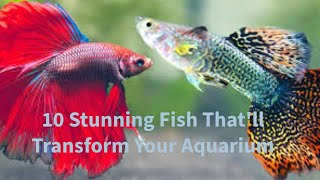 10 STUNNING Fish That'll Transform Your Aquarium! 🐠 #AquariumLovers #FishCareGuide #AquascapeDesign