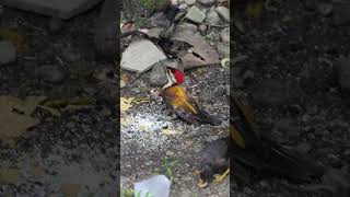 #fighting for #food #birds #birdslife #woodpeckerbird #commonmyna #backyardwildlife #nature #4k