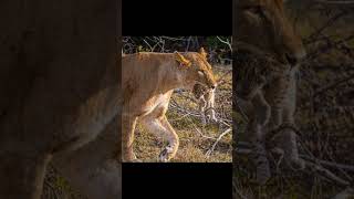 A Lioness And Her Cubs: A Powerful Moment