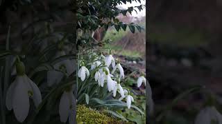 Snowdrops in our garden #beautiful #spring #aesthetic #view #shortsvideo