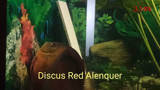 нерест дискусов Аленкер#запорожье #discus #Red Alenquer#нерест