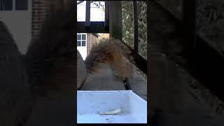 All hail the peanut man #feedingsquirrels #squirrels #backyard #peanuts #crittercam #critter