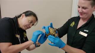 Animal Checkup at the Nashville Zoo