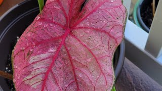 PLANTING CALADIUM WITH MY DAUGHTER || HOME GARDENING