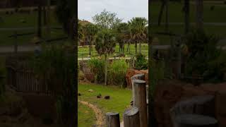 Bruch at Disney's Animal Kingdom Lodge