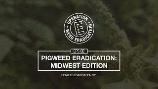 Waterhemp Control in the Midwest - Pigweed Eradication 101