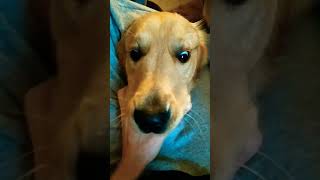 #shorts #dog #golden #funny #video #new #subscribe #like #friends #best