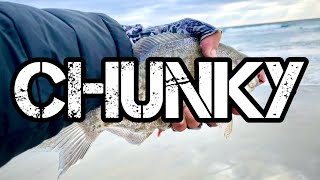 Catching CHUNKY Surf Perch in Southern California