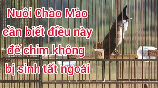 371 | NUÔI CHIM CHÀO MÀO CẦN BIẾT ĐIỀU NÀY ĐỂ CHIM KHÔNG BỊ SINH TẬT NGOÁI... #lyhaichim