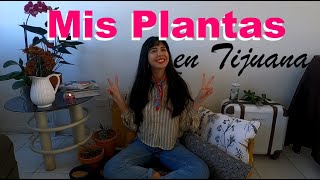 Mis nuevas plantas, libros, semillas y más| Plática casual