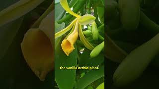 Which country is the largest producer of vanilla? | vid 83