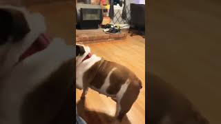 Ce bulldog Anglais vous apprends à twerker 😂 #bulldogs #bulldog #dance #danse #dog