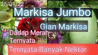 Tanaman Markisa markisaJumbo