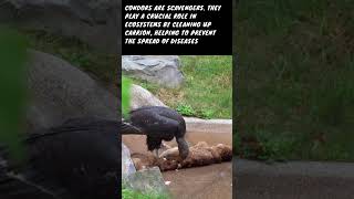 Vulture Kings ||Condors and the Circle of Life discover with sabi #viral #youtube #vultures