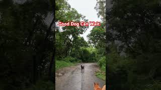 Dog Can Wait