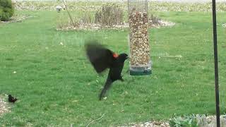 Red-winged Blackbird Hovering