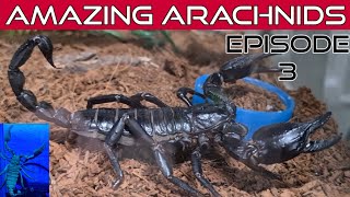 AMAZING ARACHNIDS episode 3 - Asian Forest 🦂