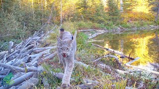 Vignettes of a Northwoods beaver dam