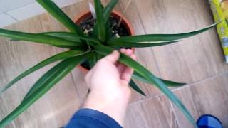 Cum sa cresti un ananas - update 11 februarie 2016