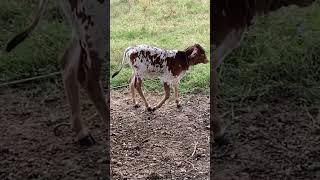 Baby cow Colombia #shorts #animals