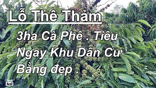 Tổng 3 ha tiêu cafe đẹp nhất vùng nhà cửa điện nước đầy đủ nguồn thu ổn định