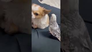 Sweet Cockatiel Singing song to dog #dog #cockatiel #animals