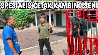 ILMU MAHAL ‼️ METERI BIASA CIPTAKAN KAMBING SENI