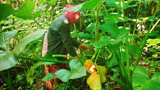 PANEN LOMPONG CAMPUR SANTAN PEDAS,HASIL PANEN DI HUTAN | MASAKAN DESA