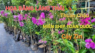 6/2/24- Hoa Bằng Lăng Thái Đang nụ 150k/ cây bao ship