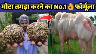 गाय भैंस को मोटा तगड़ा करने no.1 फॉर्मूला(Pashuo ko mota krne ka desi tarika){Increase Animal weight}