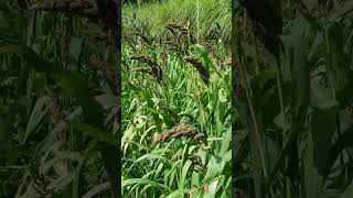 #shorts#india#viral#nature#uttarakhand#paurigarhwal#crops#mandwa#farming....