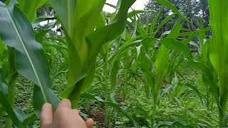 JAGUNG PIONEER P32. USIA 36 HST. TUMBUH SUBUR