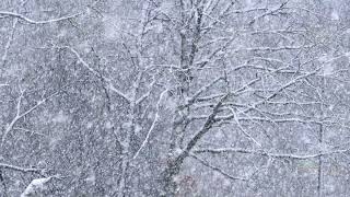 SNOW Hyper Time-lapse | Snow Storm | Snowfall close-up view | #shorts