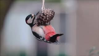 Vroege Vogels - Hangende bonte specht