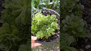 Rosularia                                   #rosularia