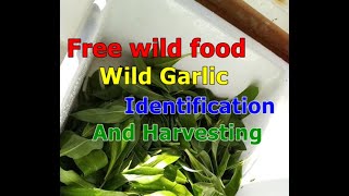 Foraging free food  - Wild Garlic identification and harvesting