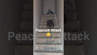 Peacock Attack To Protect Her Babies 😳 | Mother Peacock And Her Babies || Vedabh Vlogs #shorts