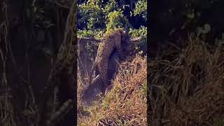 The King 👑 of jungle #animals #leopard hunt #shorts #animals #africa #4kwildlife #africananimals4k