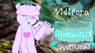 My Singing Monsters: TTS || Shadowside Sanctuary - Nidifora (ANIMATED)