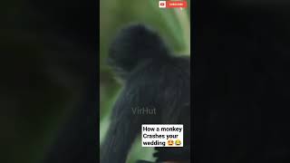 Monkey climbs on groom in the middle of wedding photoshoot | #viralshorts @VirHut1419 #subscribe