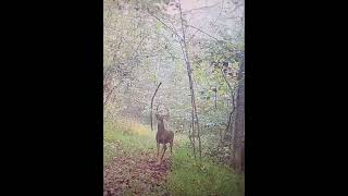 Tacticam footage. Buck on my hanging branch with @buckwildsynthetics9642