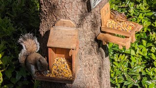 Squirrel And Chipmunk Feeding Time