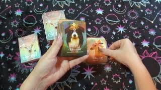 The Spirit Animal Pocket Oracle Deck, Box Opening, Full Viewing, Review, Demo