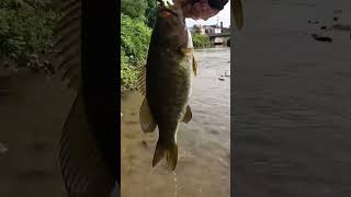 Another GIANT Creek Bass #shorts #fishing #bassfishing