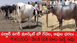 sardarnagar buffalo market | సర్దార్ నగర్ మార్కెట్ లో ఈవారం ధరలు