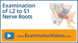 Examination of L2 to S1 Nerve Roots